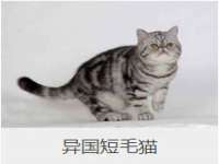 义乌市汀屹电子商务商行